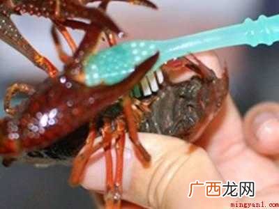 自己做小龙虾怎么清洗