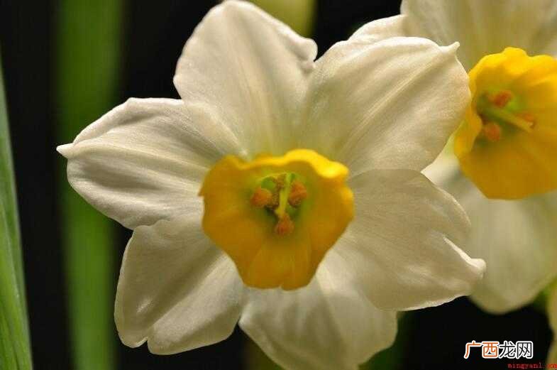水仙花语有哪些内容 水仙花花语有哪些