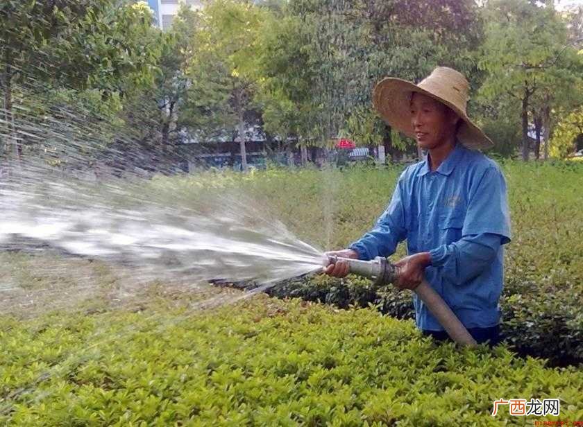 绿化养护含义及内容有哪些