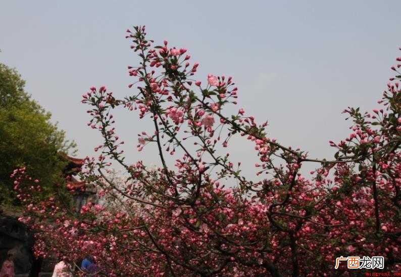 桃花劫是什么意思