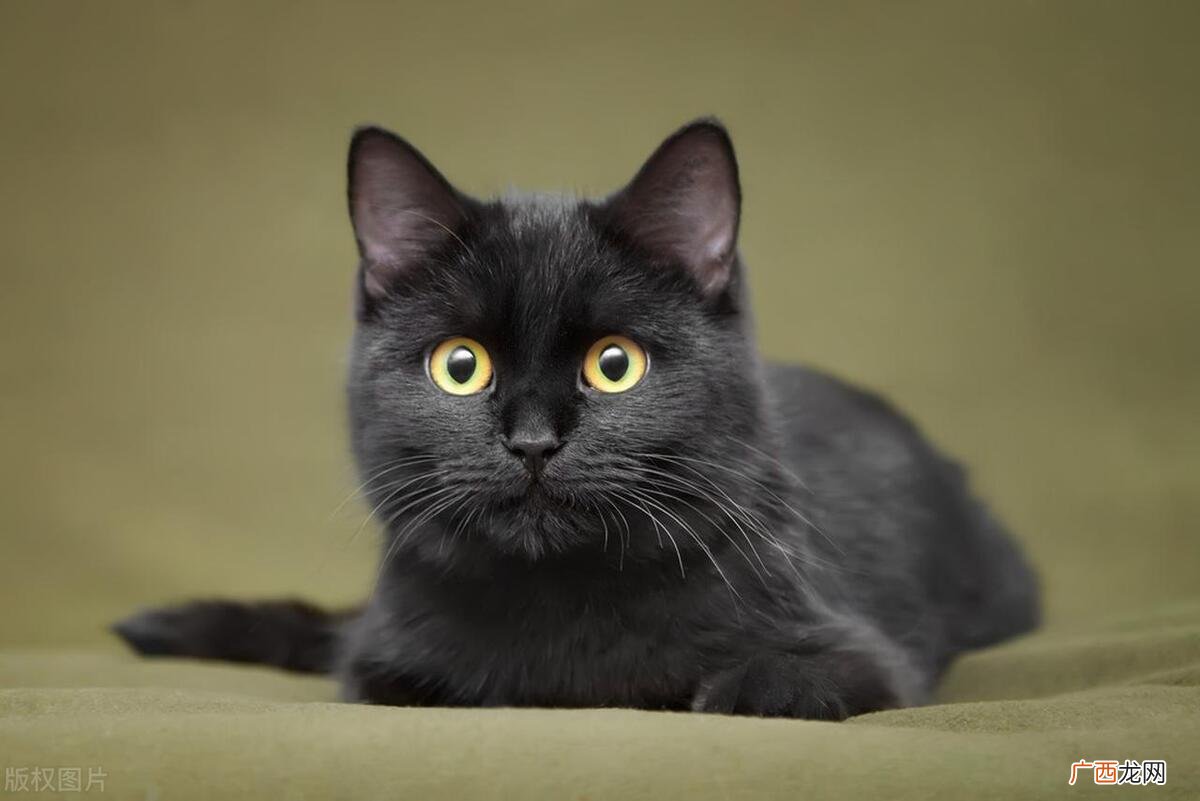 黑猫不吉利是否会影响财气和福气 黑猫进家门预示着什么风水
