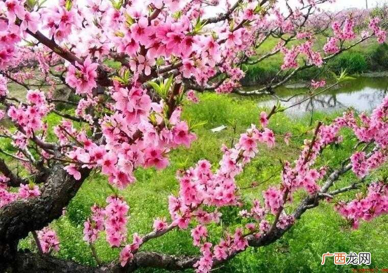 椿萱并茂有哪些造句