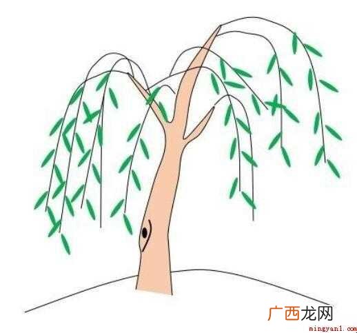 柳树简笔画怎么画