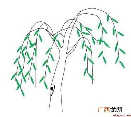 柳树简笔画怎么画