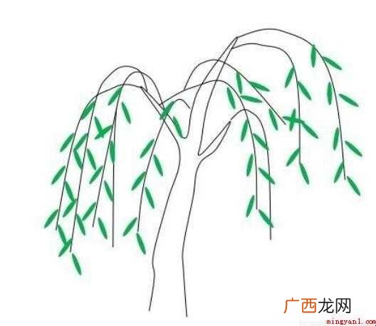 柳树简笔画怎么画