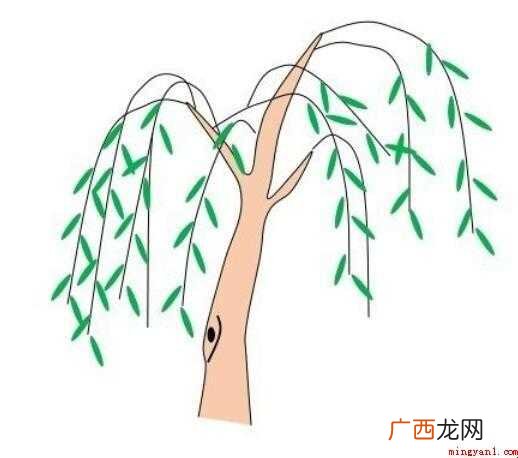 柳树简笔画怎么画