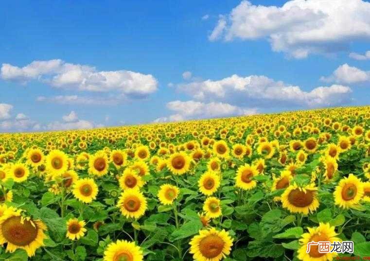 太阳花花语是什么 代表着无望的爱 太阳花花语是什么