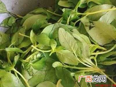 大叶荆芥怎么吃