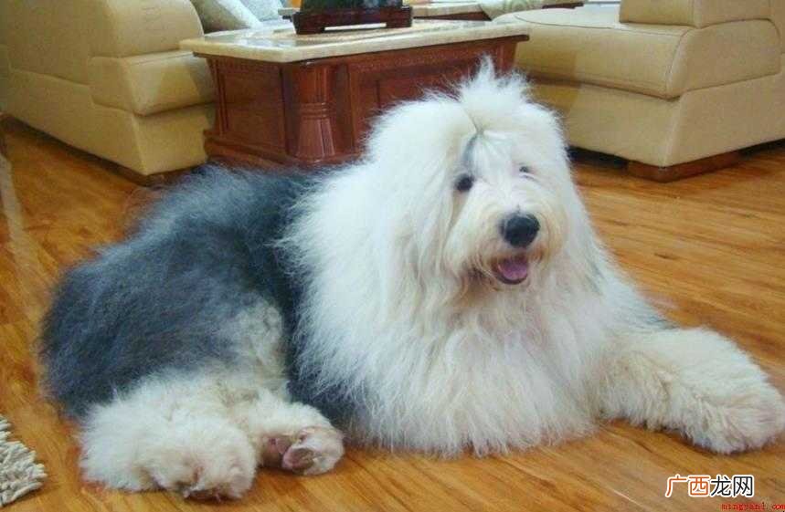 英国古代牧羊犬发展历史有哪些