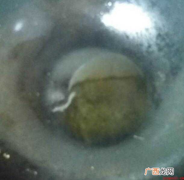 洋葱炒鸡蛋的做法是什么
