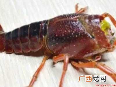 怎么清理小龙虾