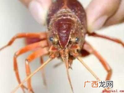 怎么清理小龙虾
