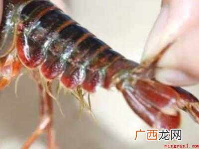 怎么清理小龙虾