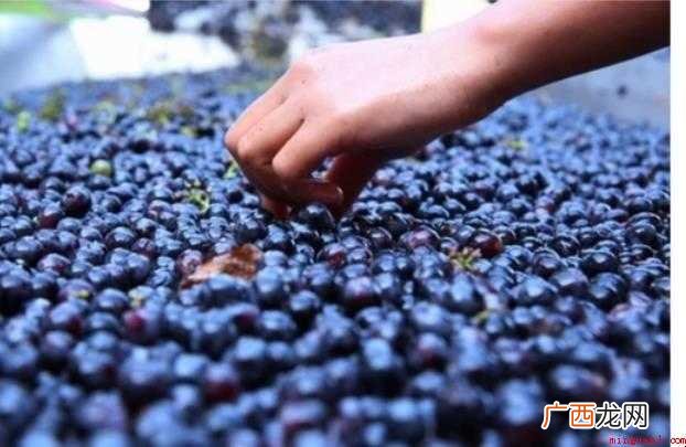 怎么自制葡萄酒