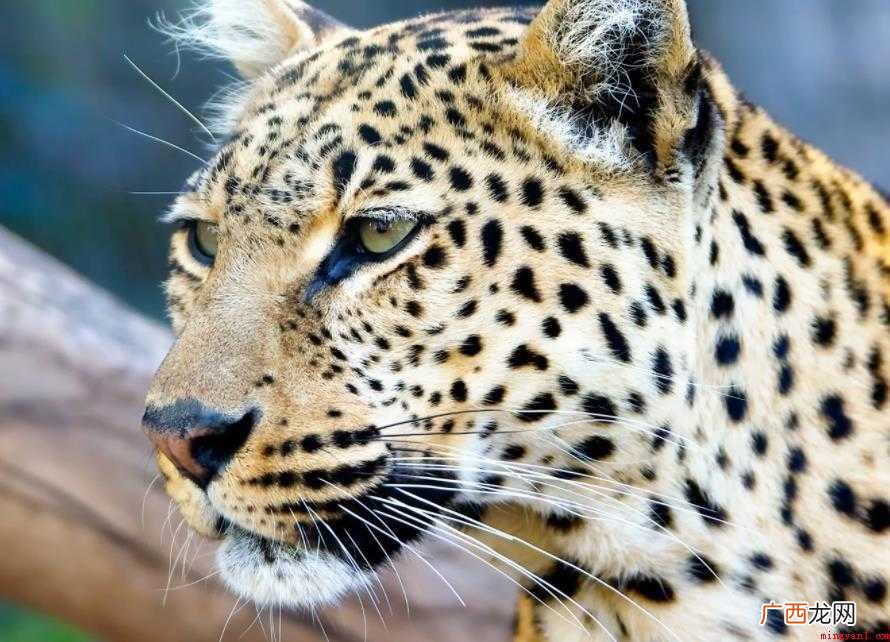 凶猛,汉语词语,读音为xing mng,那么网友们知道凶猛的 凶猛的意思是什么