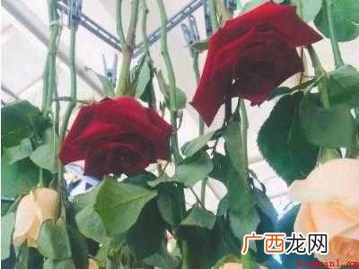 晒干花的做法