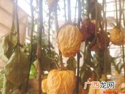 晒干花的做法