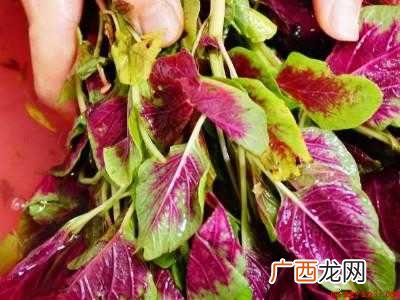 苋菜怎么处理干净