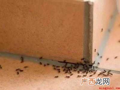 室内蚂蚁用什么方法可以消灭