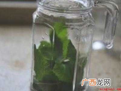 薄荷叶怎么晒干