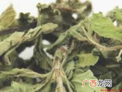 薄荷叶怎么晒干