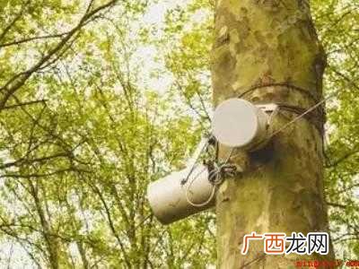 驱赶喜鹊小妙招