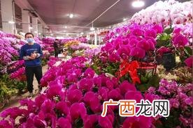 年宵花的花语和寓意 年宵花是什么意思
