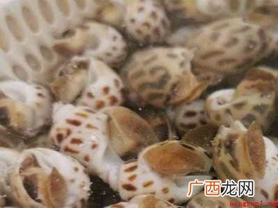 花螺怎么清洗