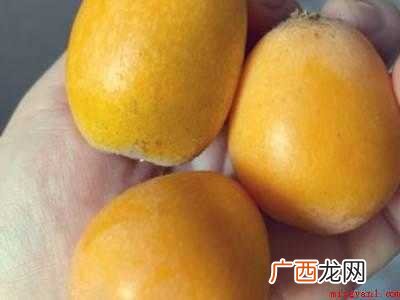 怎样做枇杷膏不变质