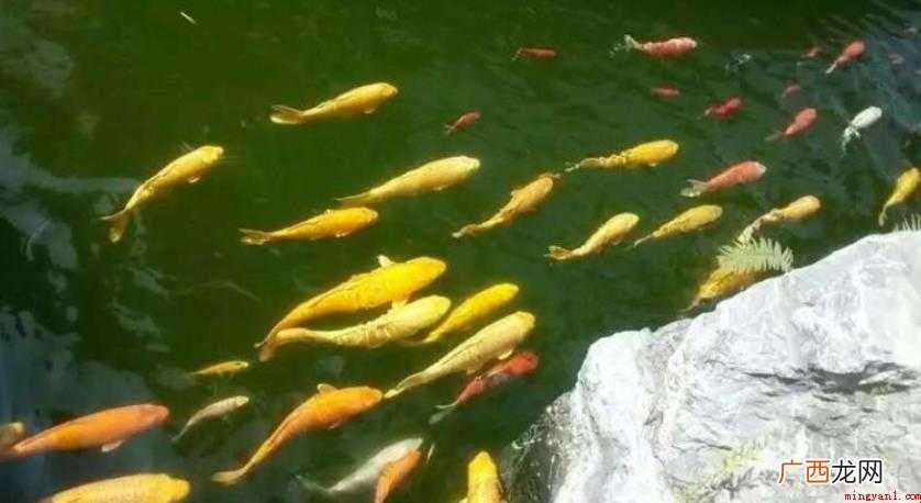 鱼贯而入是什么意思