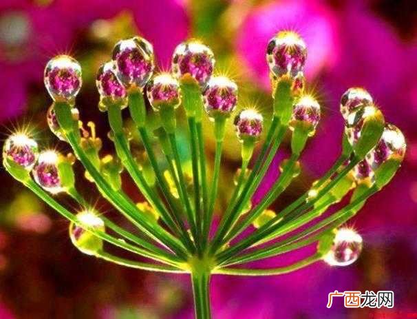 关于奇花异草是什么意思 奇花异草是什么意思
