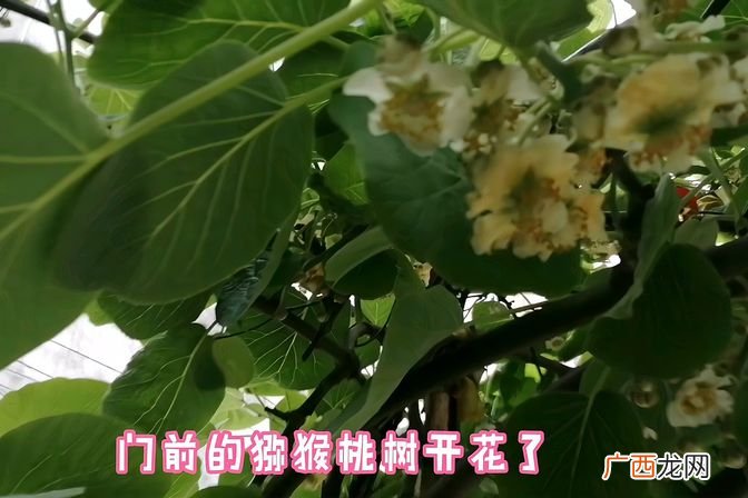 猕猴桃的果实采摘和收获时间 猕猴桃几年才能开花结果