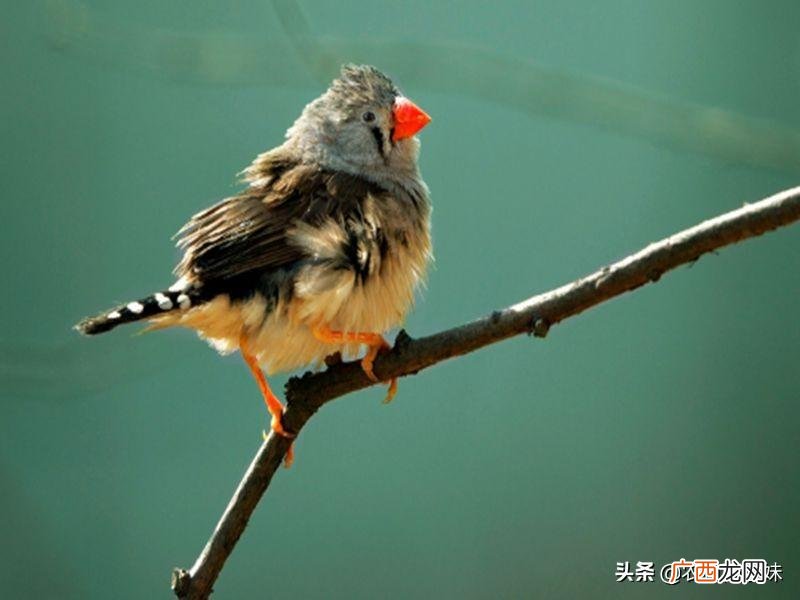 珍珠鸟胆子小但是养久了会很依赖主人 珍珠鸟认主人吗