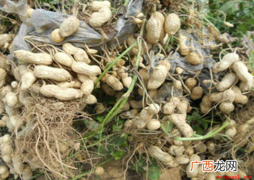 一般花生是几月份收获 花生收获季节几月份
