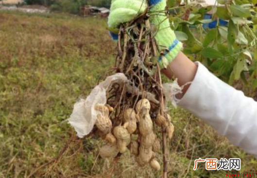 一般花生是几月份收获 花生收获季节几月份