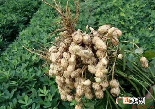 一般花生是几月份收获 花生收获季节几月份