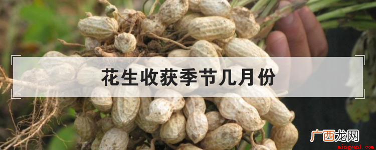一般花生是几月份收获 花生收获季节几月份