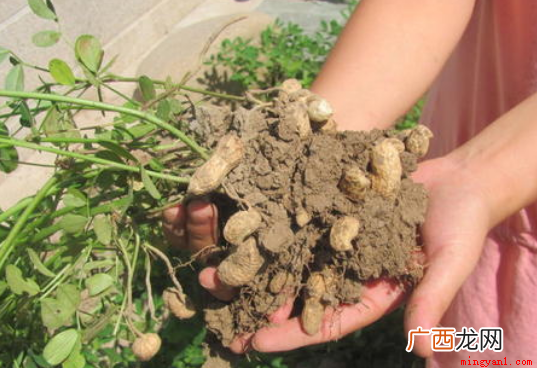一般花生是几月份收获 花生收获季节几月份