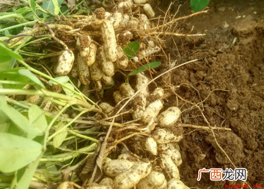 一般花生是几月份收获 花生收获季节几月份