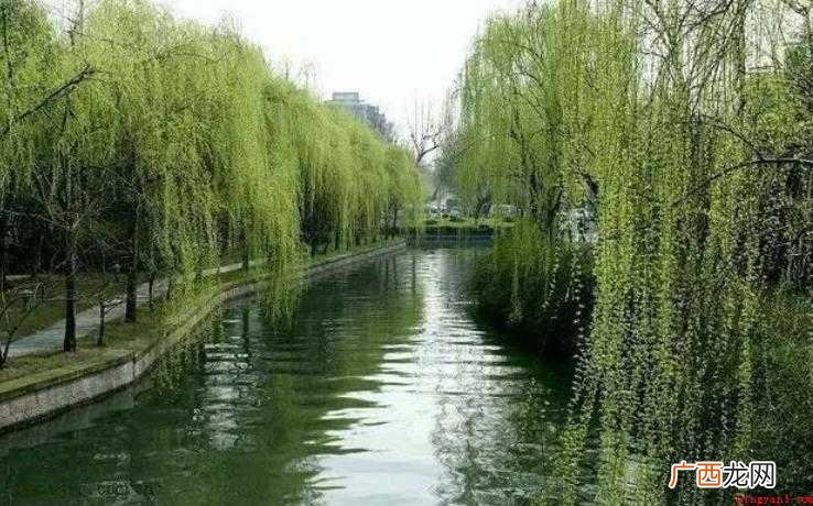 关于柳树的诗句有哪些