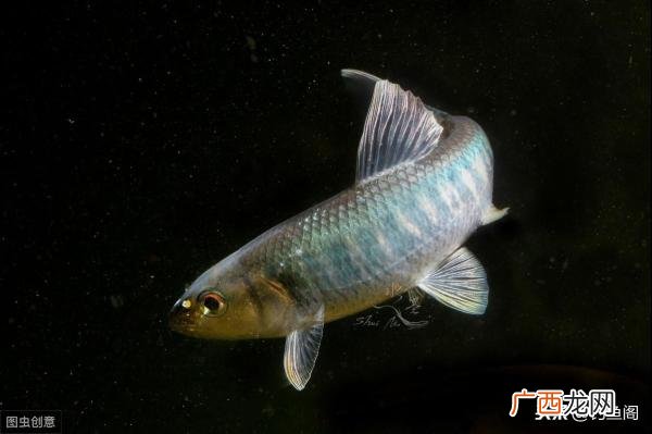 宽鳍鱲与马口鱼的异同 宽鳍鱲和马口鱼的区别