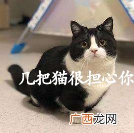 几把猫