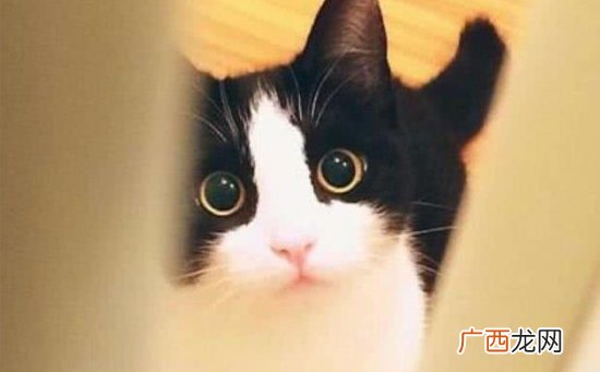 几把猫