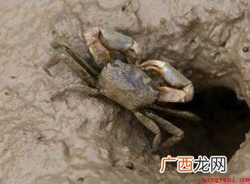 如何做好吃的小螃蟹