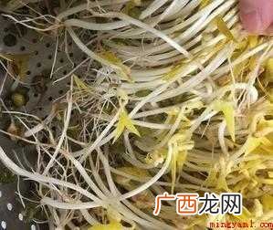 发豆芽怎样做