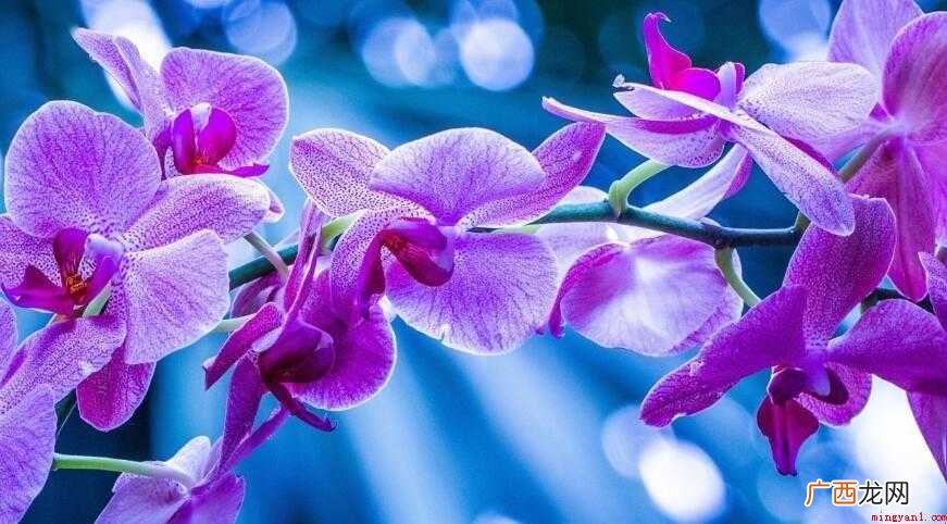 紫罗兰花在家里怎么养