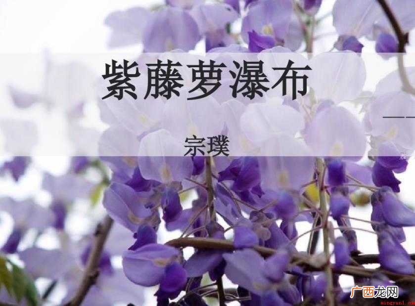 《紫藤萝瀑布》写作背景是什么