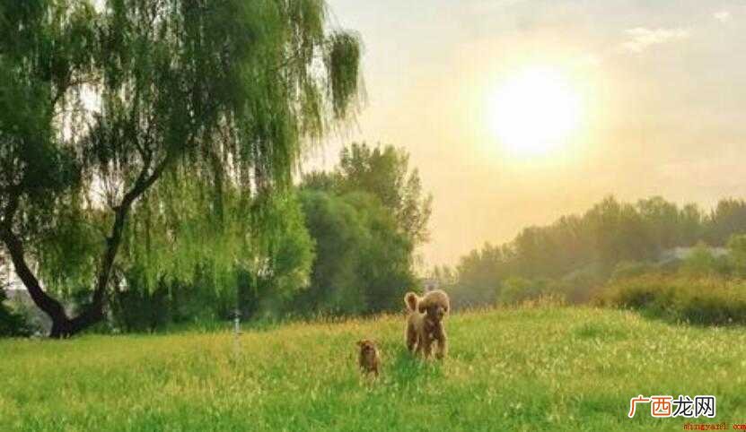 鸡犬相闻的出处是什么