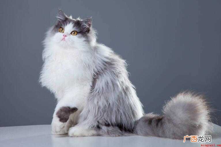 波斯猫和加菲猫的区别是什么