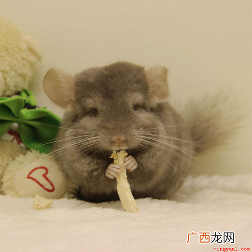 南美洲安第斯山脉地区啮齿类动物的统称 龙猫是什么动物